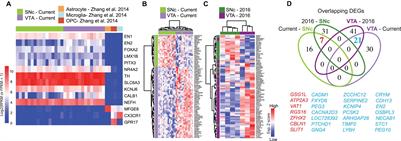 Spatial RNA Sequencing Identifies Robust Markers of Vulnerable and Resistant Human Midbrain Dopamine Neurons and Their Expression in Parkinson’s Disease